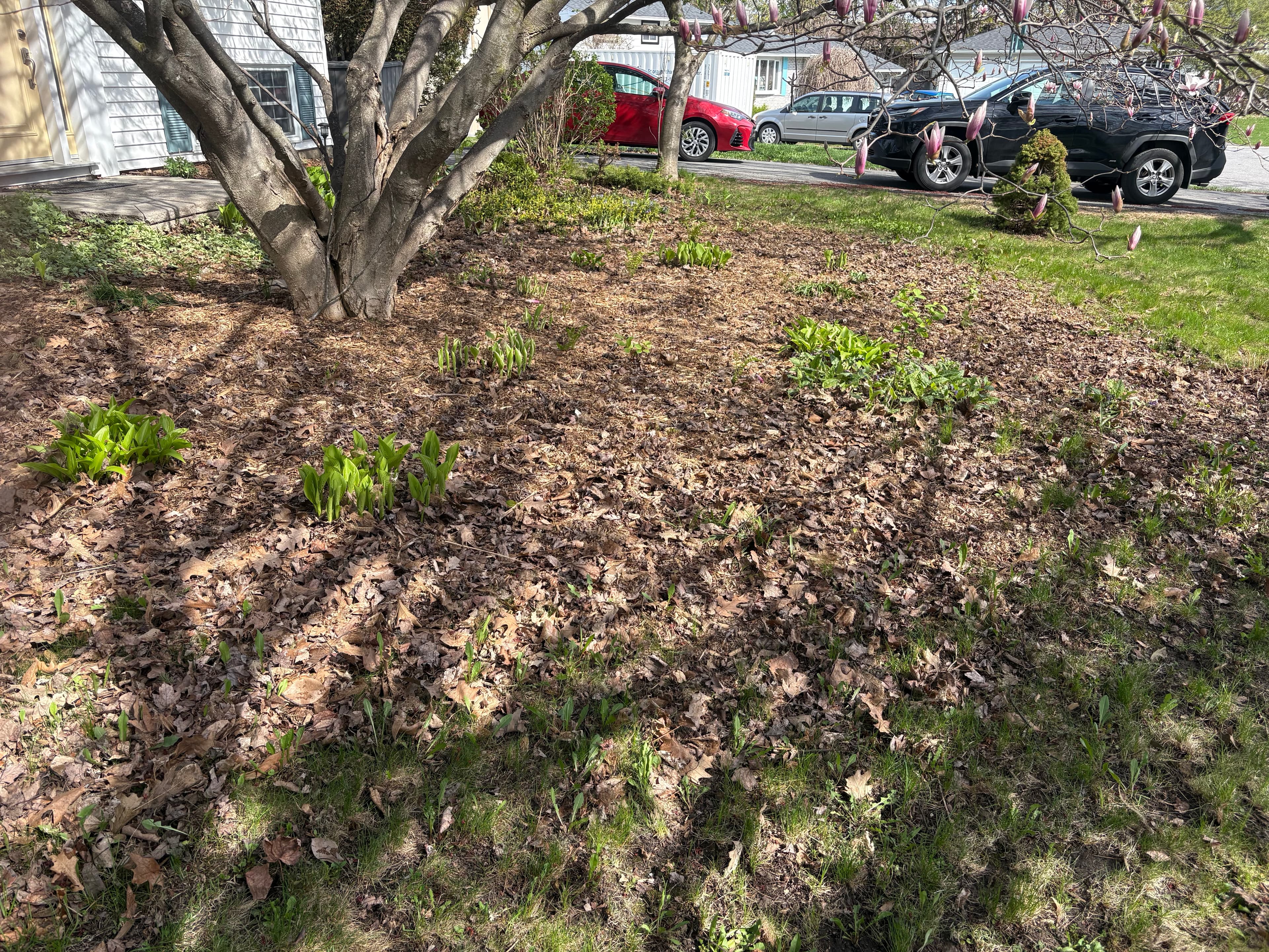 Brown leaves and green sprouts in a yard with a tree and parked cars.