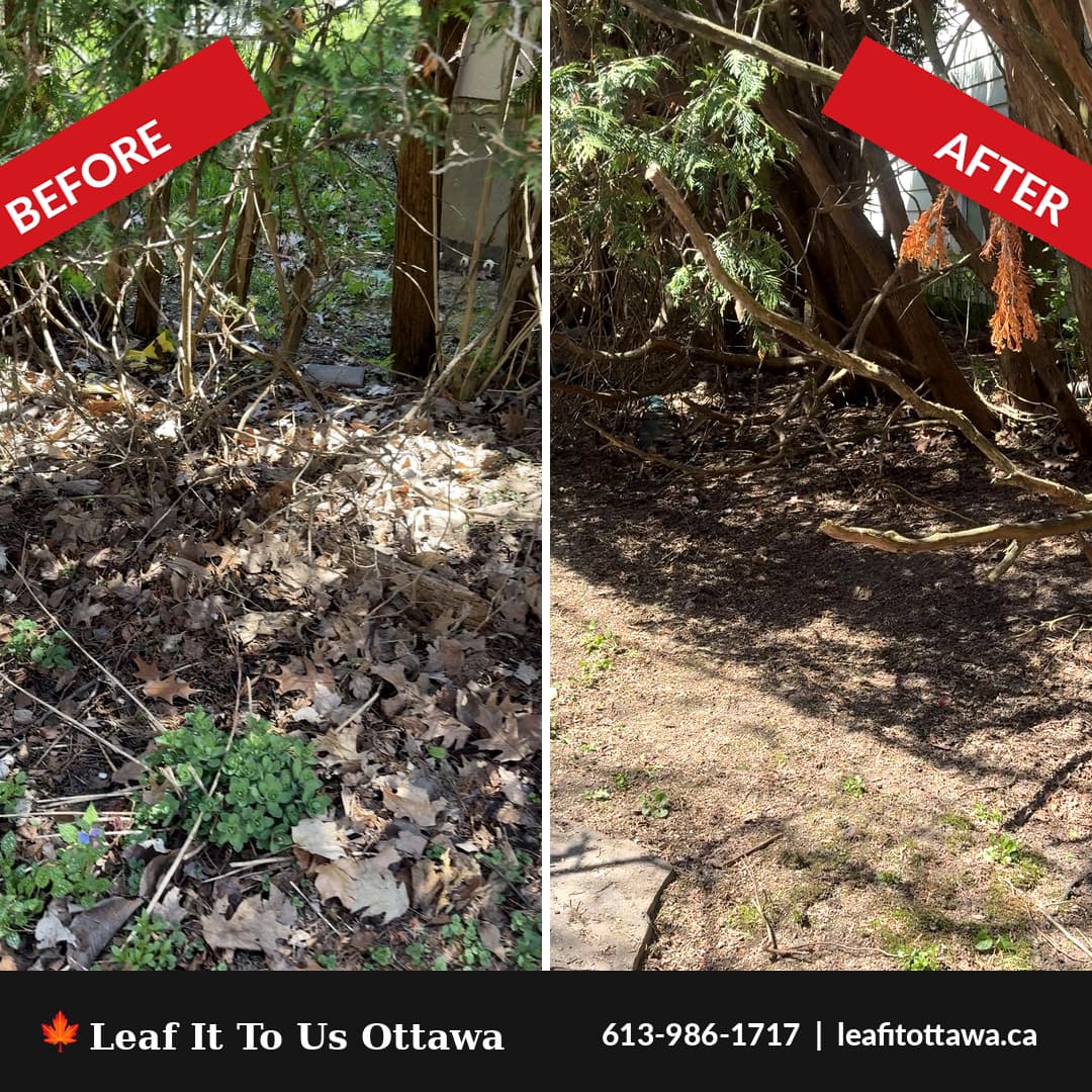 Before and after yard cleanup showing leaf removal by Leaf It To Us Ottawa.