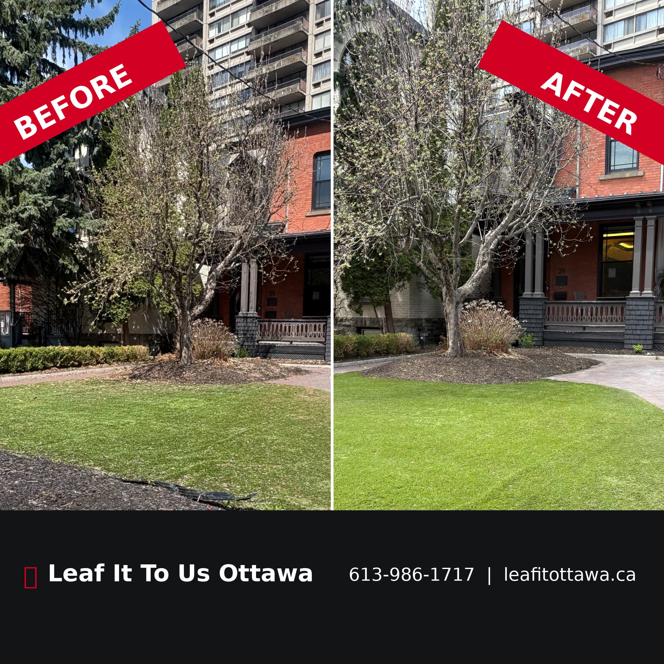 Before and after comparison showing a patchy lawn transformed into lush, manicured green grass.